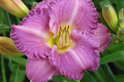 Päevaliilia ´Entrapment´ (Hemerocallis)