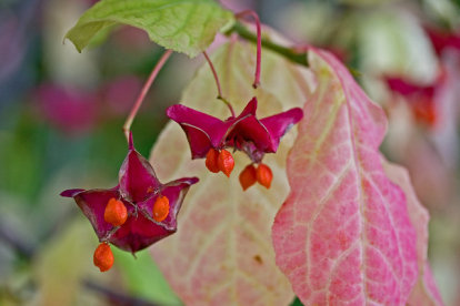 Suuretiivaline kikkapuu (Euonymus macropterus)