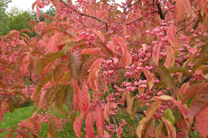 Tokyo kikkapuu (Euonymus yedoensis)