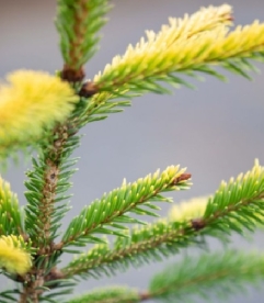 Harilik kuusk  ´Evergold´ (Picea abies)