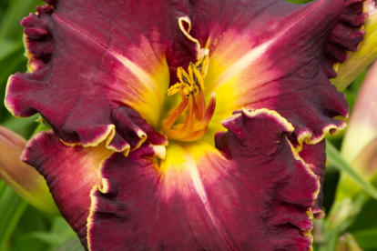 Päevaliilia ´Excellent´ (Hemerocallis)