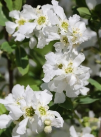 Saagajaleheline õisenelas (Exochorda serratifolia)