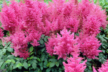 Astilbe ´Federsee´ (Astilbe)