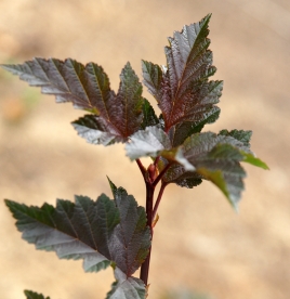 Põisenelas ´Ferdi´ (Physocarpus)