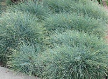 Hall aruhein (Festuca glauca) - P11 pott