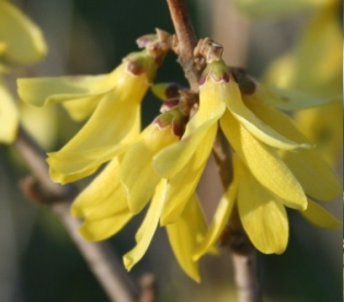 Korea forsüütia (Forsythia ovata)