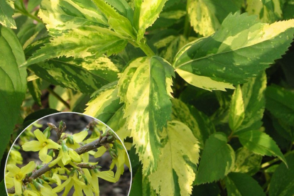 Forsüütia ´Variegata´ (Forsytia)