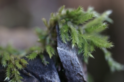 Foto "Miniatuurne rohelus"