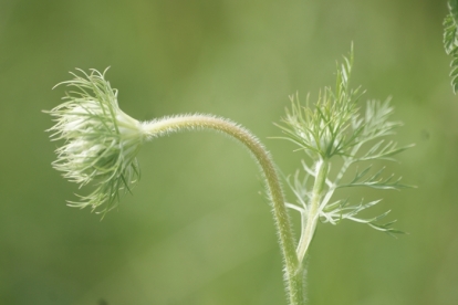 Foto "Olen natuke viltu"