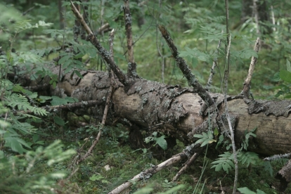 Foto "Ürgne Loodus"