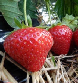 Aedmaasikas ´Falco´ (Fragaria ananassa)