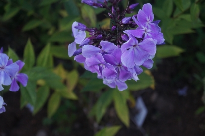 Aedfloks ´Franz Schubert´ (Phlox paniculata)