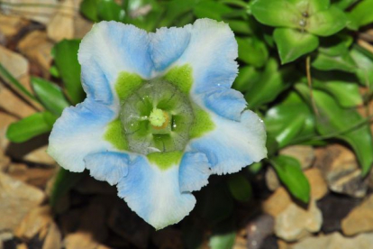 Emajuur ´Eisberg´ (Gentiana angustifolia)