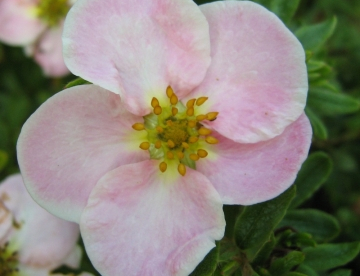 Põõsasmaran ´Glenroy Pinkie´ (Potentilla fruticosa)