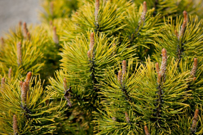 Mägimänd ´Orange Glow´ (Pinus mugo)