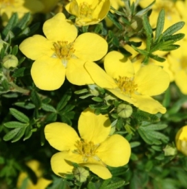 Põõsasmaran ´Goldteppich´ (Potentilla fruticosa)