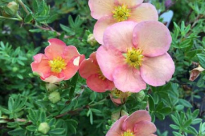 Põõsasmaran ´Greace Darling´ (Potentilla fruticosa)