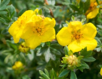 Põõsasmaran ´Grandiflora´ (Potentilla fruticosa)