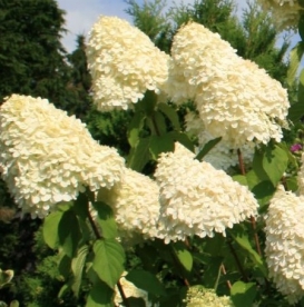 Aedhortensia ´Grandiflora´ (Hydrangea paniculata)