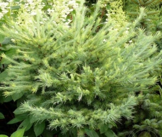 Jaapani lehis ´Grey Pearl´ (Larix kaempferii)