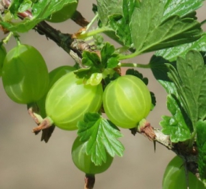 Karusmari ´Maija´ (Grossularia)