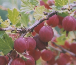 Karusmari ´Olavi´ (Grossularia)