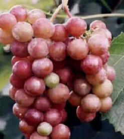 Viinapuu ´Guna´ (Vitis)