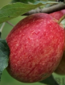 Aed õunapuu ´Gustav Besta´ (Malus domestica)