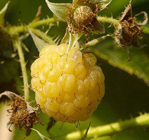 Vaarikas ´Helkal´ (Rubus idaeus)