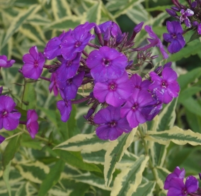 Aedfloks ´Harlequin´ (Phlox paniculata)