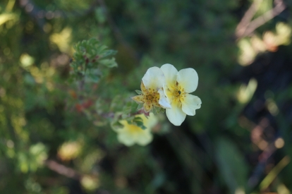 Põõsasmaran ´Heart Voice´ (Potentilla fruticosa)