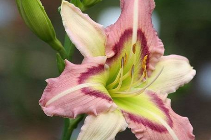 Päevaliilia ´Heavenly Pink Butterfly´ (Hemerocallis)