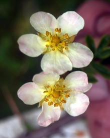 Põõsasmaran ´Heldimus´ (Potentilla fruticosa)