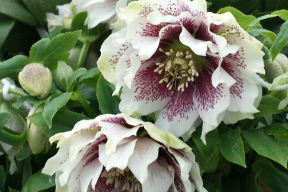 Lumeroos ´Double White Spotted´ (Helleborus orientalis)