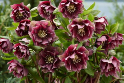 Lumeroos ´Double ellen red´ (Helleborus)