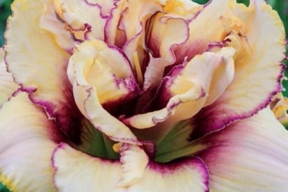 Päevaliilia ´Crinkled Fantasy´ (Hemerocallis)