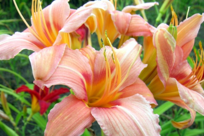 Päevaliilia ´Cadillac´ (Hemerocallis)