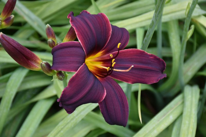 Aed-päevaliilia ´American Revolution´ (Hemerocallis)