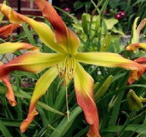 Päevaliilia ´Dream catcher´ (Hemerocallis)