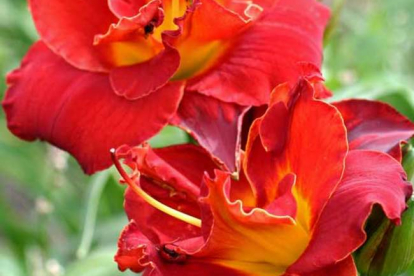 Aed-päevaliilia ´Highland Lord´ (Hemerocallis)