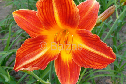 Päevaliilia ´Holyday Mood´ (Hemerocallis)