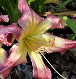 Päevaliilia ´Lake Norman Spider´  (Hemerocallis)