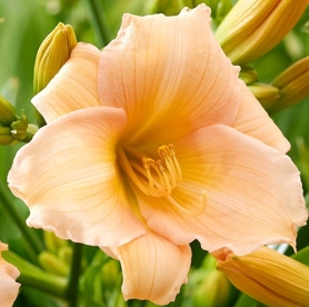 Päevaliilia  ´Mini Pearl´ (Hemerocallis)