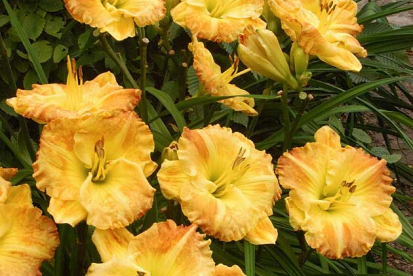 Aed-päevaliilia ´Smugglers Gold´ (Hemerocallis)