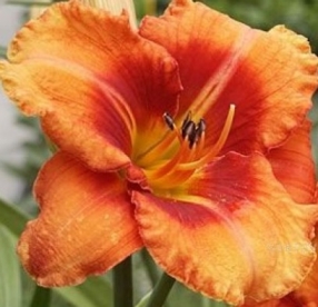 Päevaliilia ´Tigger´ (Hemerocallis)