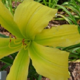 Päevalilia ´Whirling Fury´ (Hemerocallis)