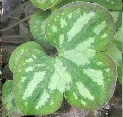 Hariliku sinilill marmorlehega varieteet (Hepatica nobilis var. marmoratum)