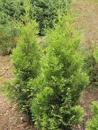 Harilik elupuu ´Hetty´ (Thuja occidentalis)