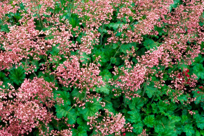 Helmikpööris ´Strawberry Swirl´ (Heuchera)