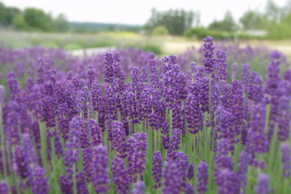 Lavendel ´Hidcote Blue´ (Lavendula)